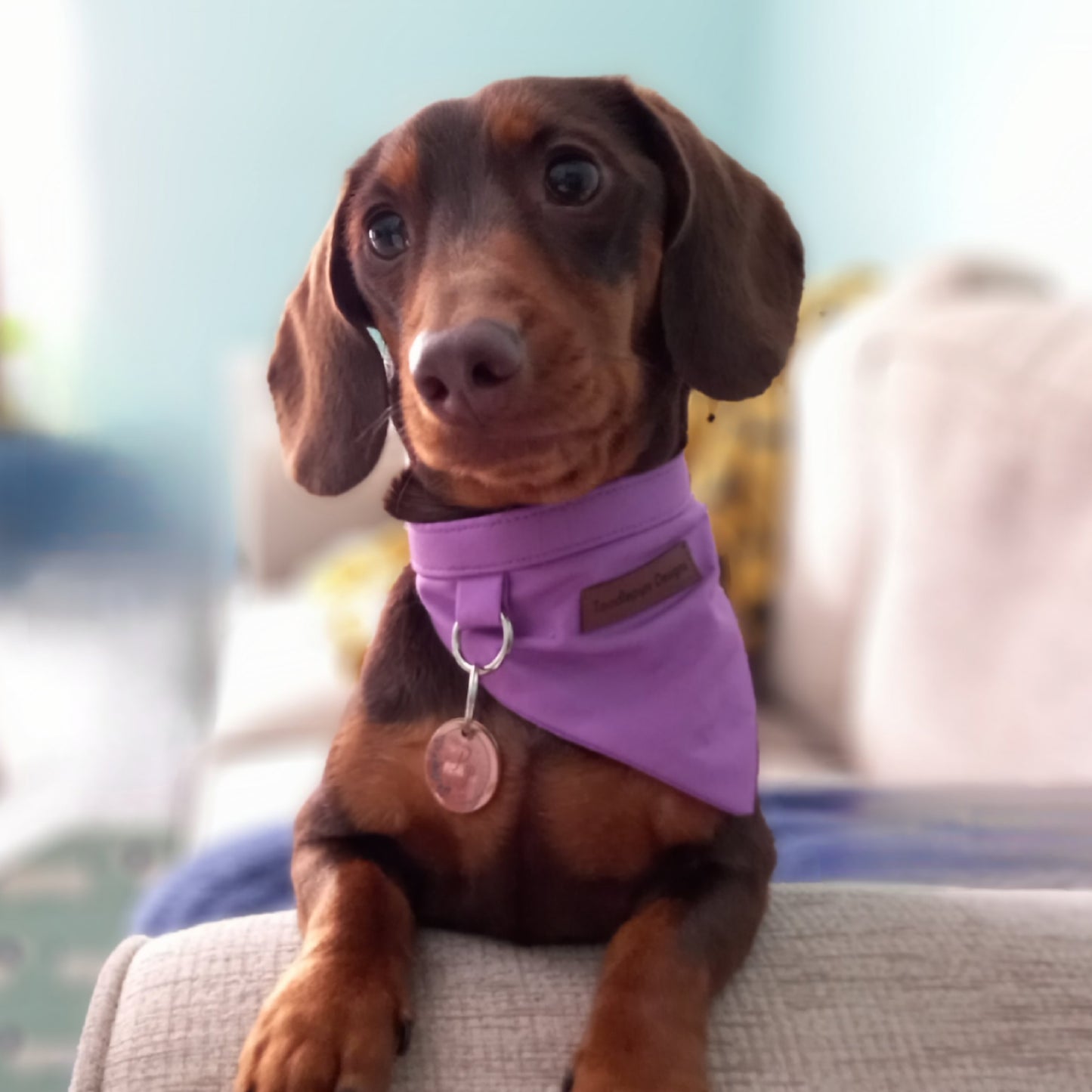 Miniature Dachshund wearing a 2 in 1 collar and bandana. Handmade dog collar.