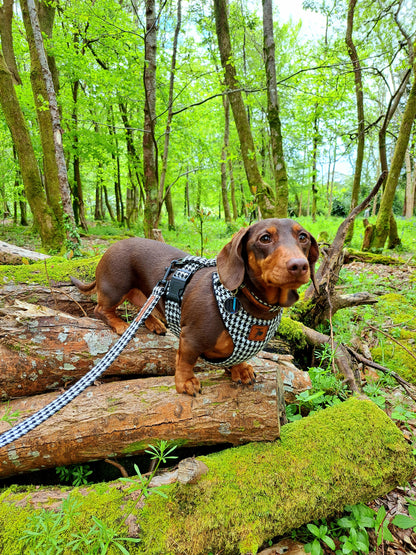 Made to measure Dachshund harness. Perfect for Miniature Dachshunds, Chihuahuas, Pomeranians and many other small or medium dog breeds.