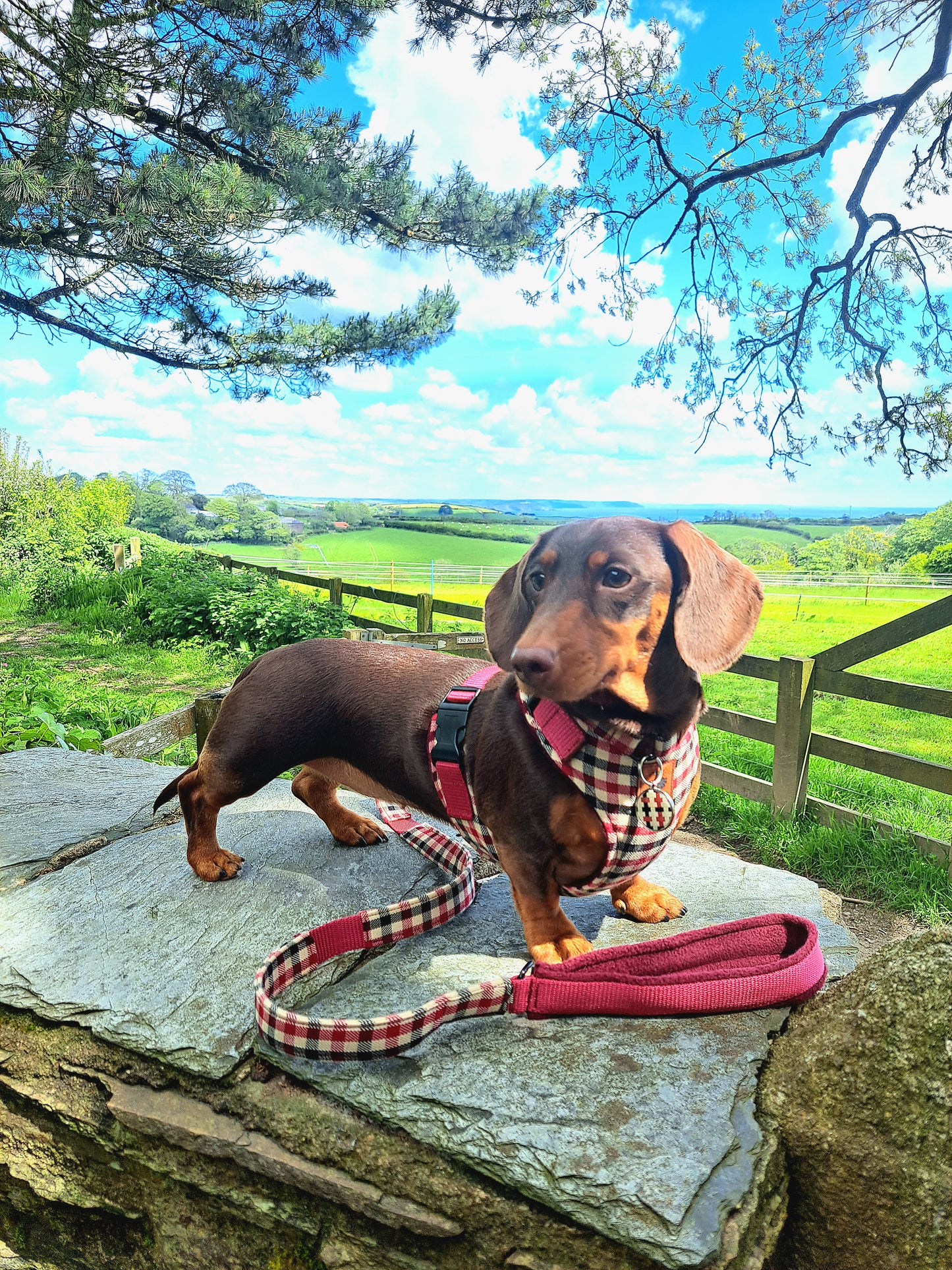 Made to measure Dachshund harness. Perfect for Miniature Dachshunds, Chihuahuas, Pomeranians and many other small or medium dog breeds.