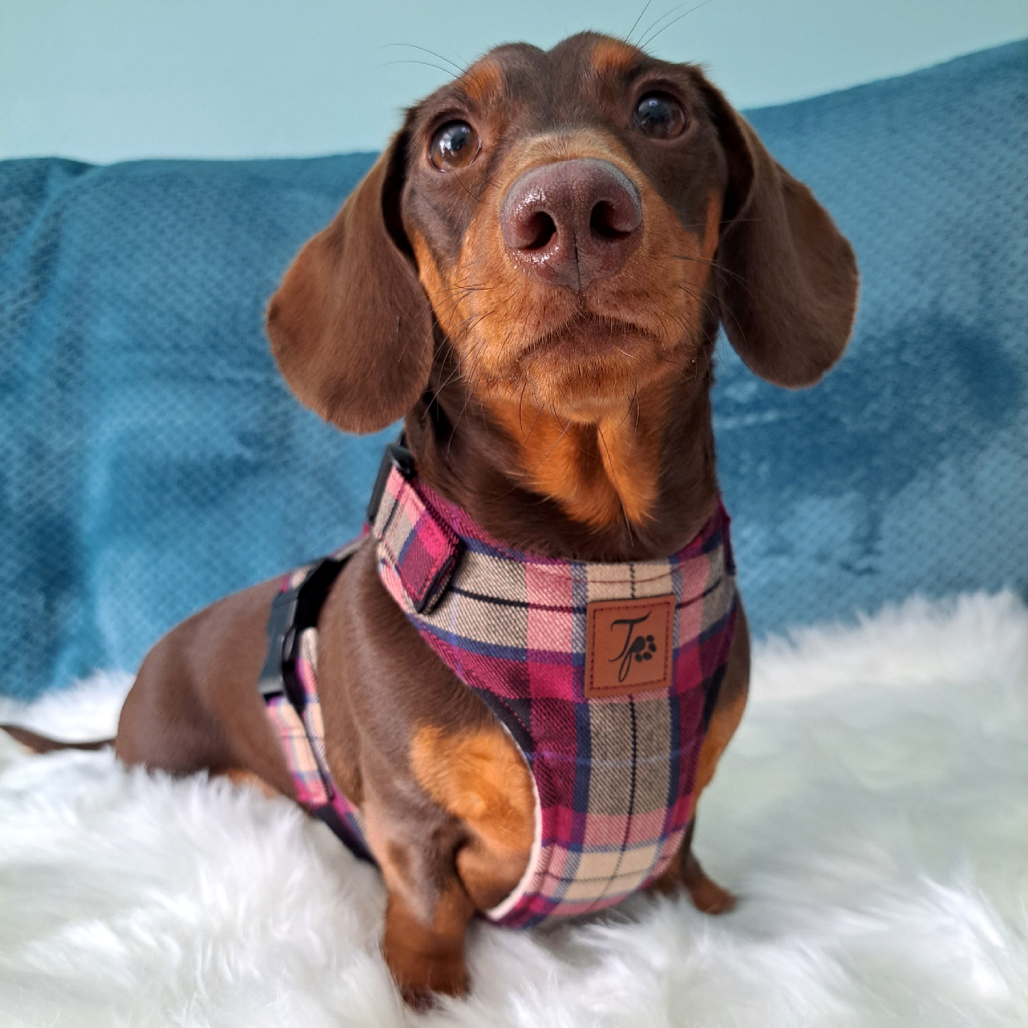 Miniature dachshund harness uk best sale