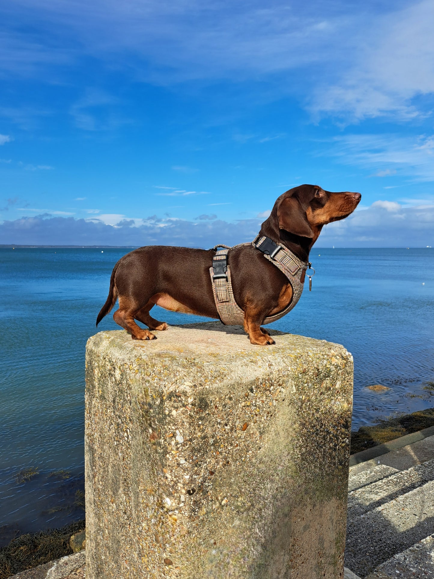 Made to measure Dachshund harness. Perfect for Miniature Dachshunds, Chihuahuas, Pomeranians and many other small or medium dog breeds.