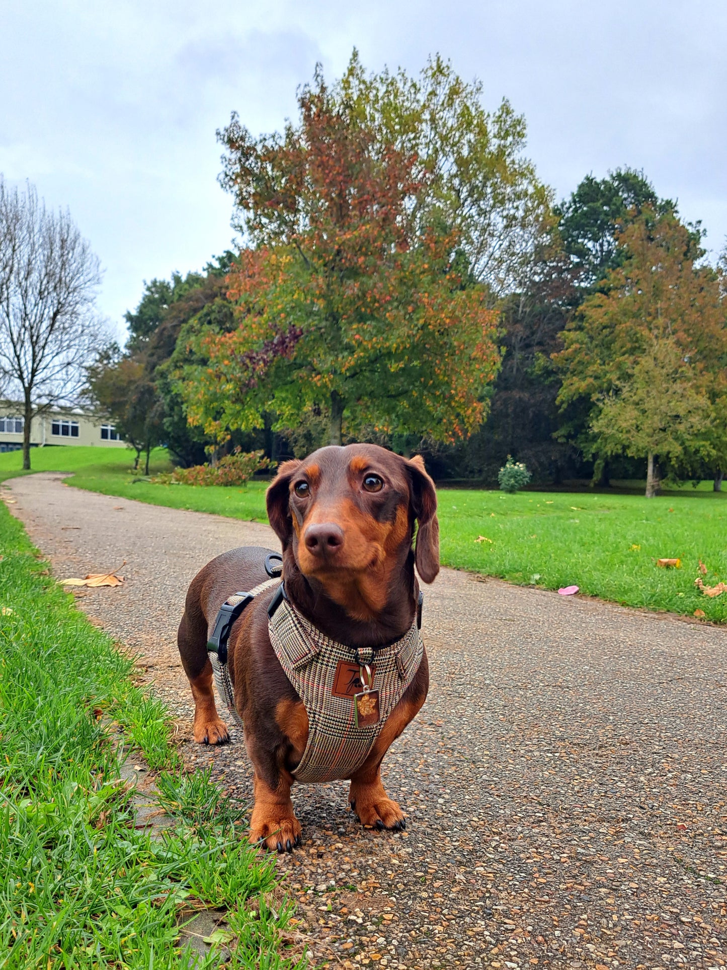 Made to measure Dachshund harness. Perfect for Miniature Dachshunds, Chihuahuas, Pomeranians and many other small or medium dog breeds.