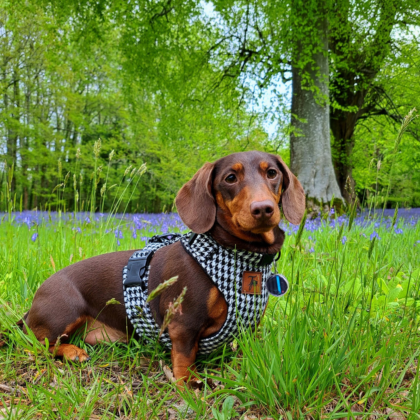 Dachshund wearing handmade harness. Made to measure dog harness with armpit space. Dachshund harness.