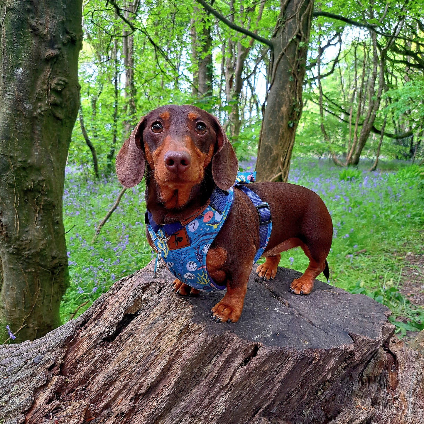 Made to measure Dachshund harness. Perfect for Miniature Dachshunds, Chihuahuas, Pomeranians and many other small or medium dog breeds.