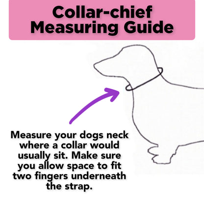 Collar-chief